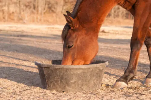 drainant-cheval