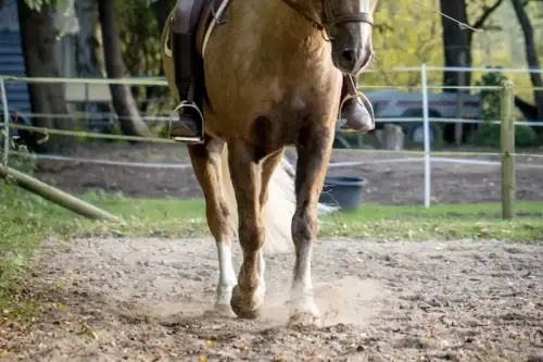 epaule-en-dedans-equitation-exercice