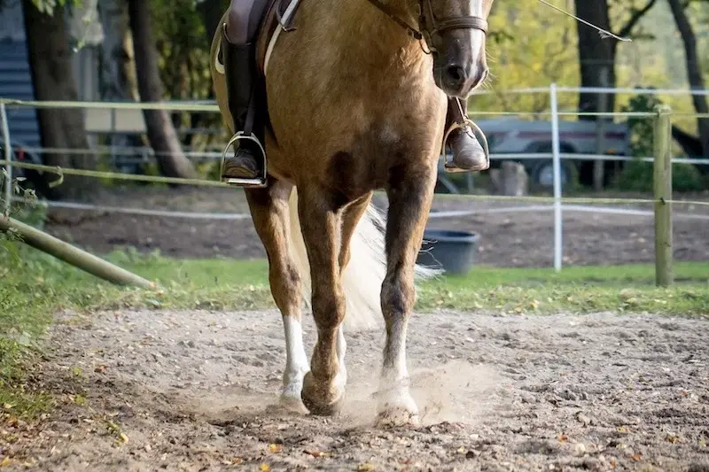 epaule-en-dedans-equitation-exercice