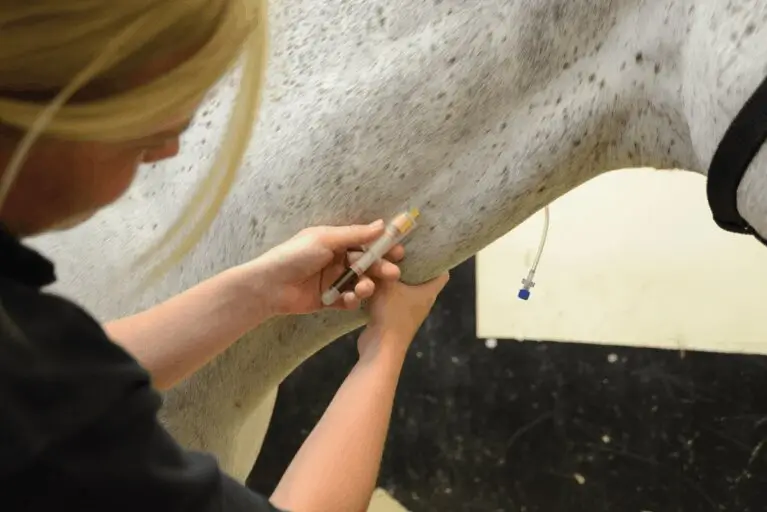 epidemie-grippe-equine-signaux-alertes