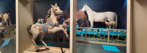 exposition-cheval-toulouse-histoire-domestication-2026