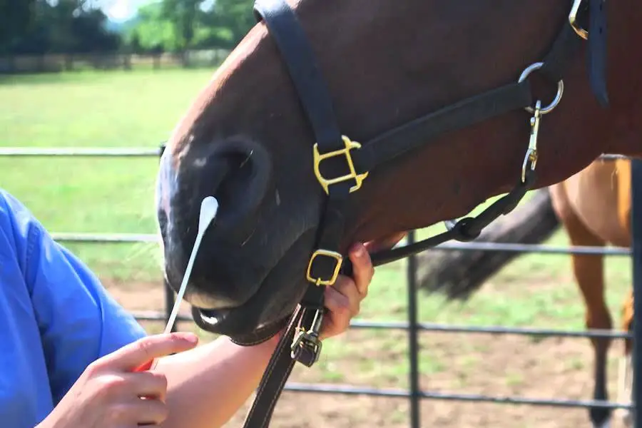 grippe-equine-contagieux-transmission-vaccin