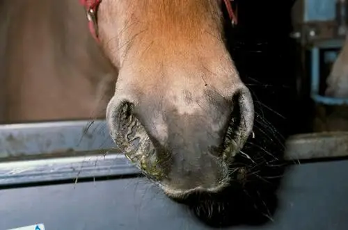 grippe-equine-origine-symptomes-contagion-traitement