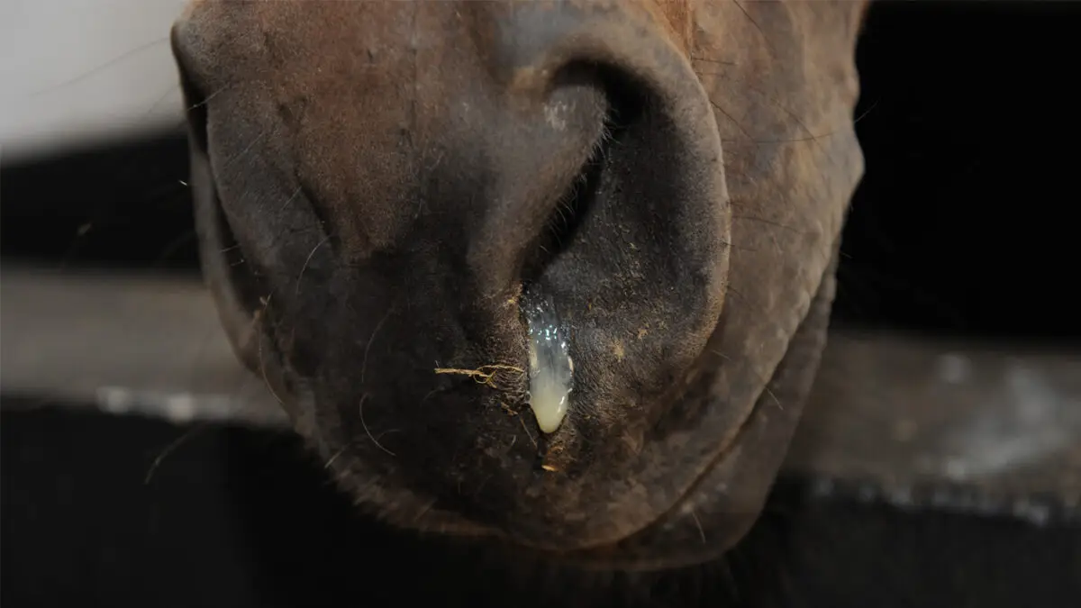 herpesvirose-equine-de-type-1-hve1-cheval-symptomes-traitement