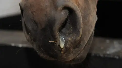 herpesvirose-equine-de-type-1-hve1-cheval-symptomes-traitement