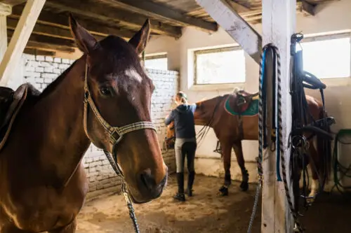 huile-de-haarlem-cheval-bienfaits-prix-avis