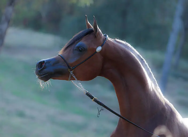 le-plus-beau-cheval-arabe-du-monde