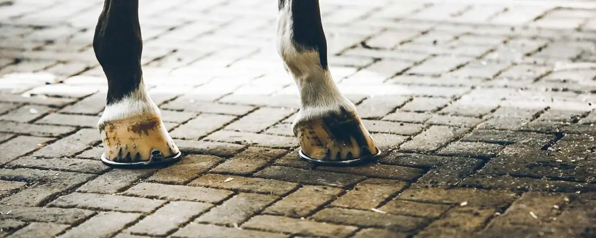 ligne-de-stress-sabot-cheval