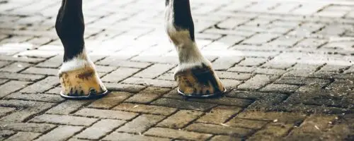 ligne-de-stress-sabot-cheval