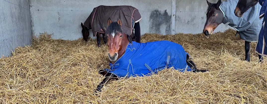 litiere-pour-cheval
