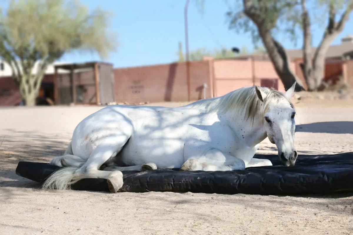 matelas-cheval-utilite-prix-avis