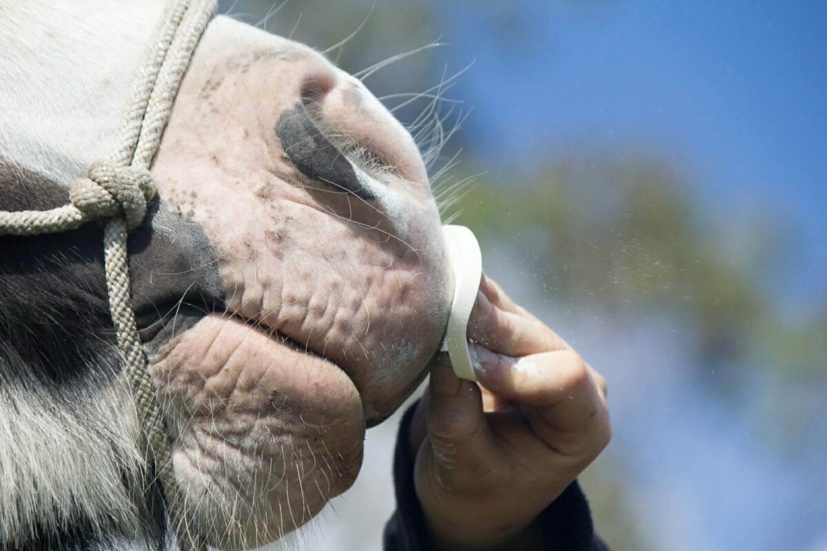 meilleure-creme-solaire-cheval-bonne-pour-la-peau