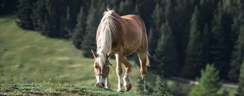 nom-de-cheval-en-r-anglais