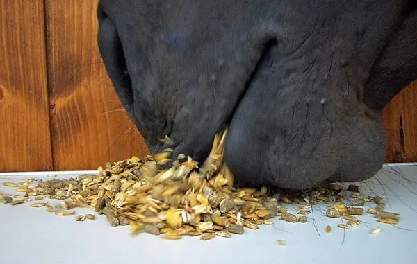 nourrir-cheval-avoine-nutrition-dosage-risques