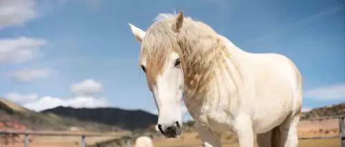 photosensibilisation-cheval