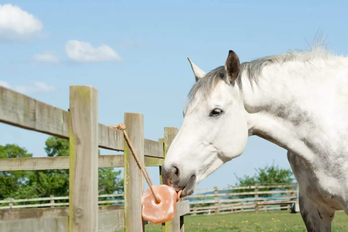 pierre-a-lecher-cheval