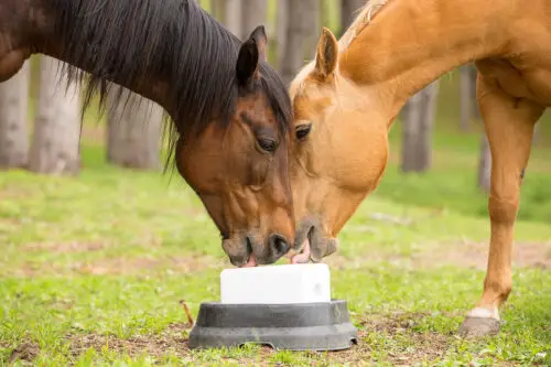 pierre-a-sel-cheval