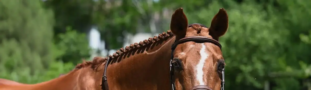 pions-cheval