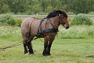 poids-taille-cheval-brabant-belge-caractere