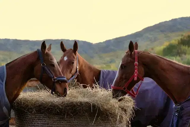 pourquoi-donner-cmv-cheval