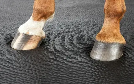 pourquoi-donner-matelas-cheval