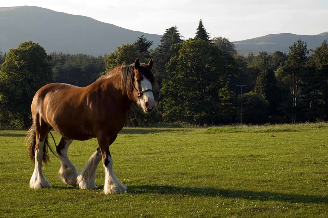 pourquoi-faire-drainage-lymphatique-massage-cheval