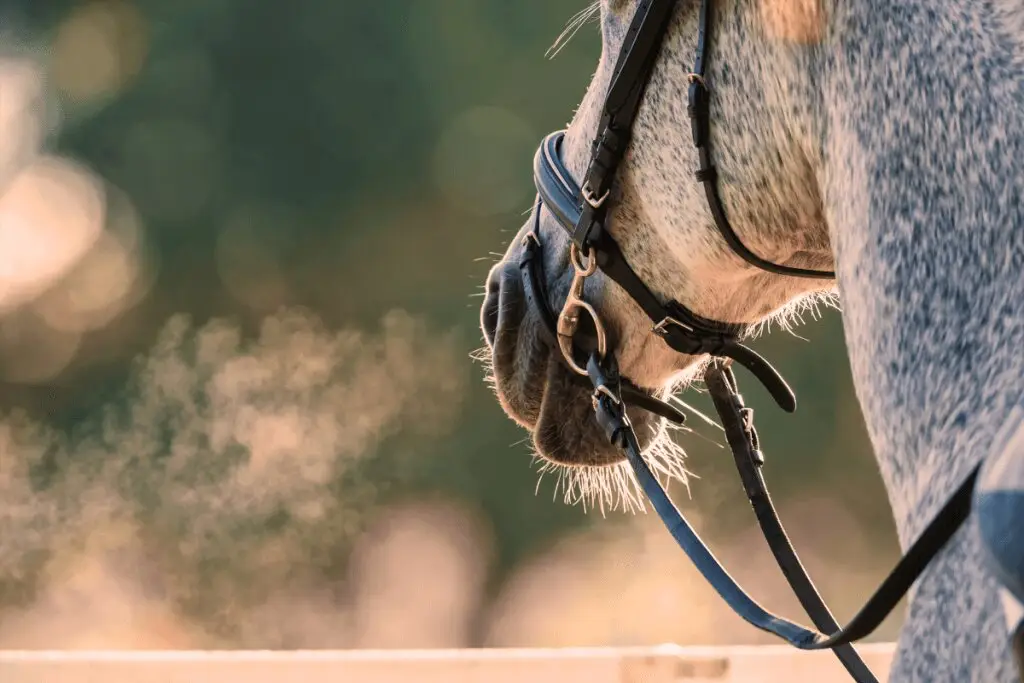 pourquoi-utiliser-drainant-cheval-naturel