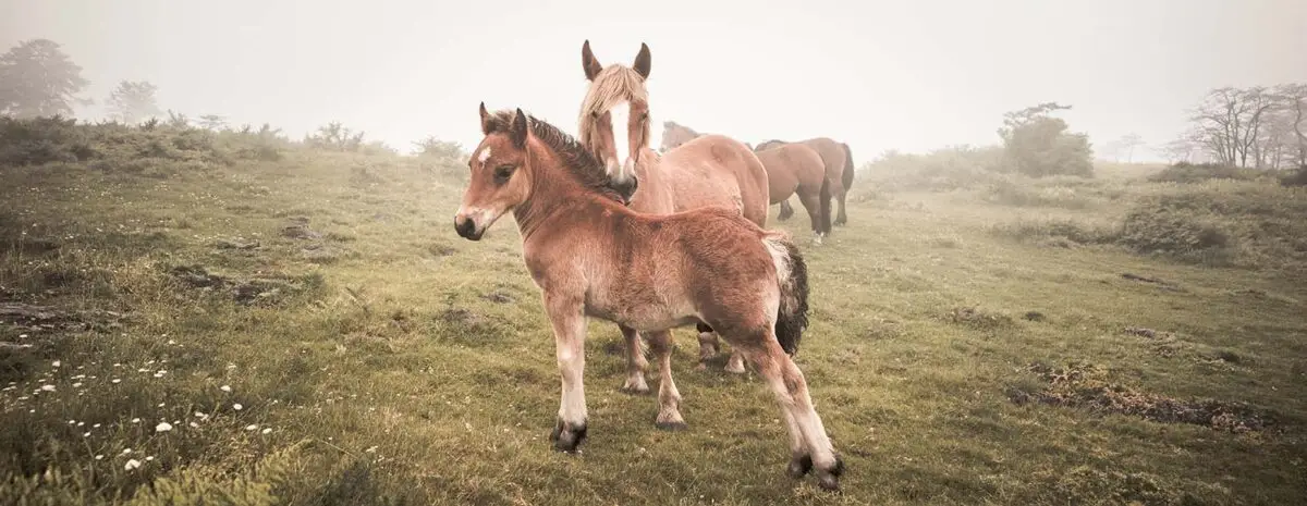 prenom-cheval-en-q-male