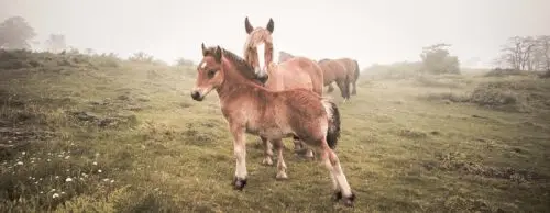 prenom-cheval-en-q-male