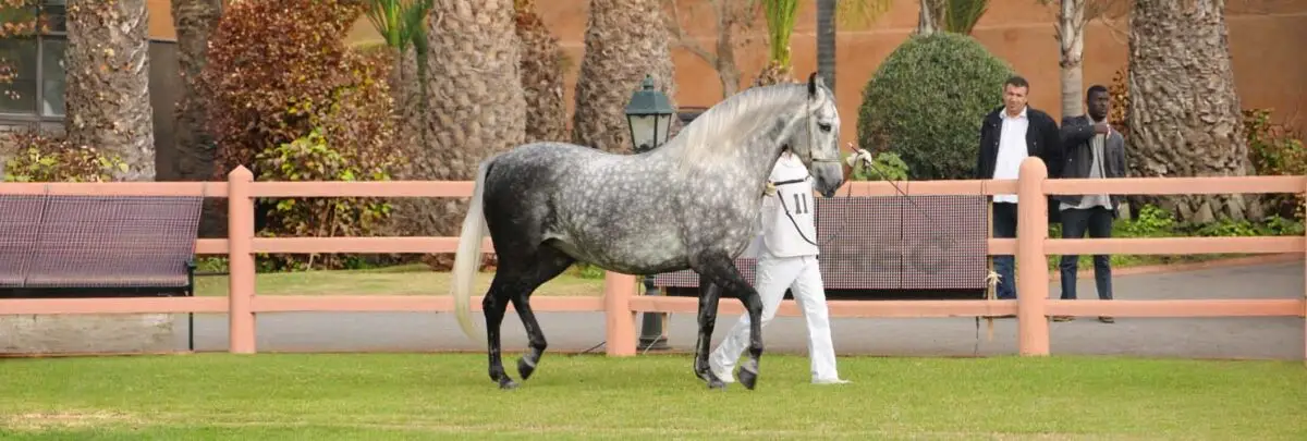 prix-cheval-barbe