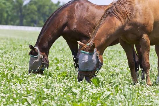 produit-anti-mouches-cheval