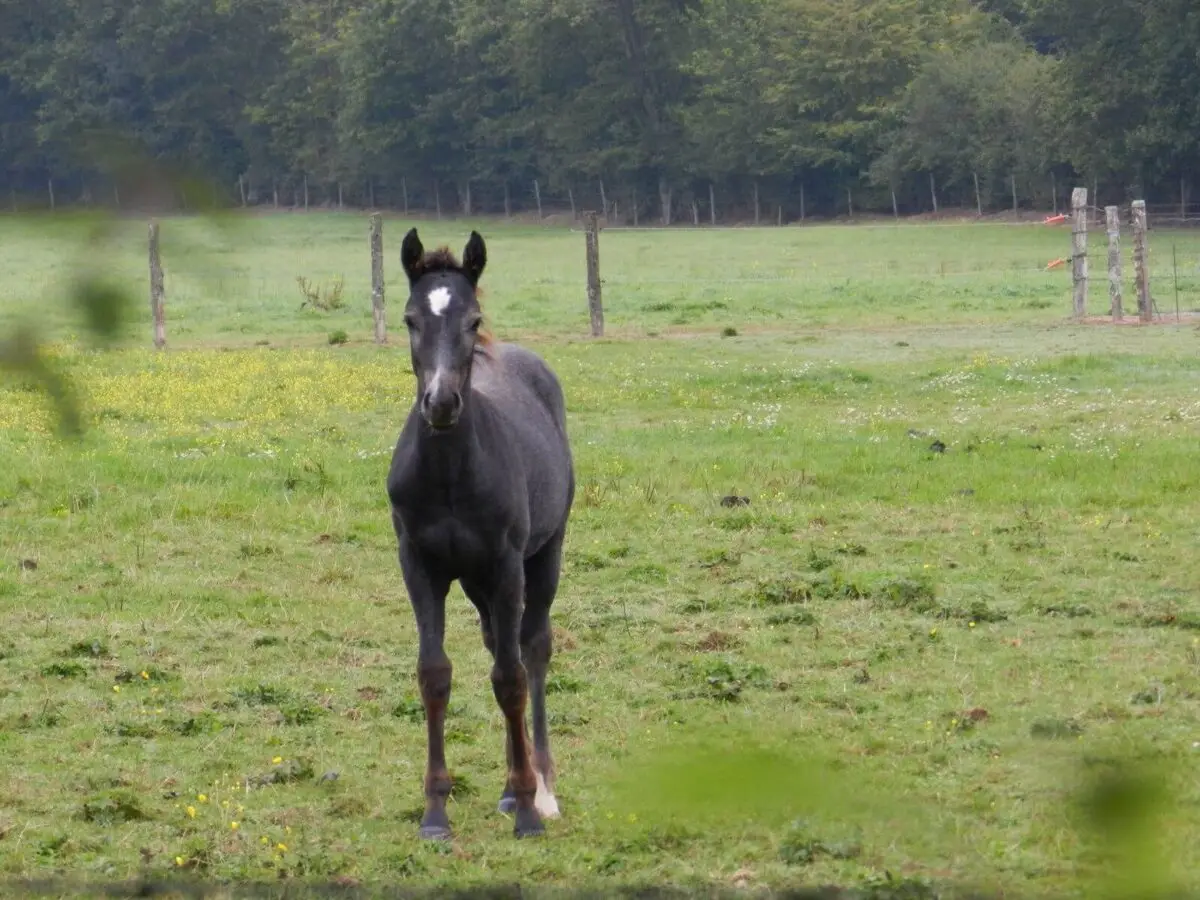 quand-donner-cmv-cheval-au-pre