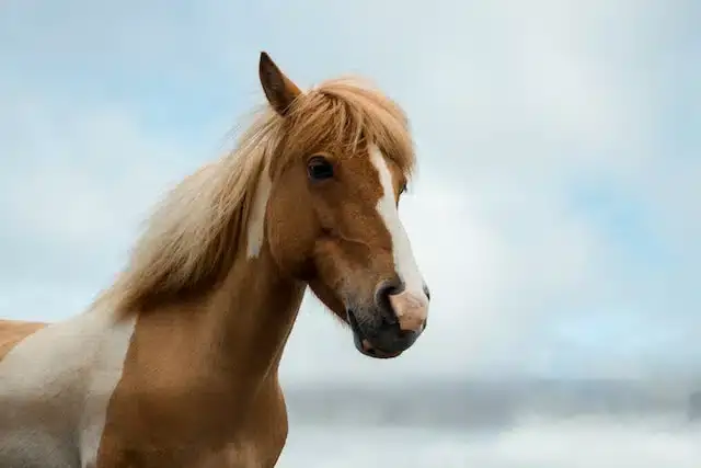 quand-donner-drainant-cheval