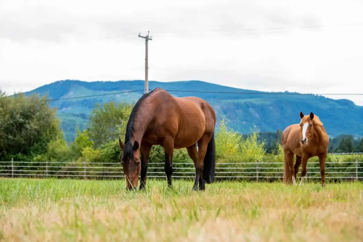 quand-faire-drainage-a-un-cheval