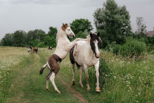 robe-pie-balzan-cheval
