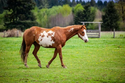 robe-pie-overo-cheval