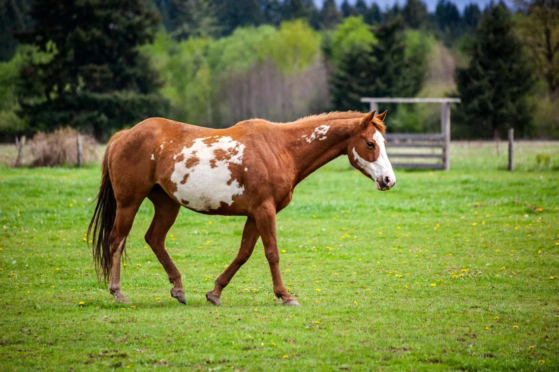 robe-pie-overo-cheval