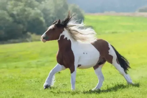 robe-pie-tobiano-cheval