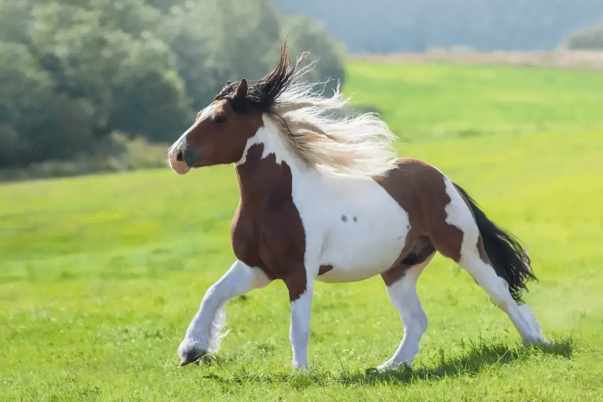 robe-pie-tobiano-cheval