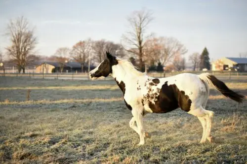 robe-tovero-cheval