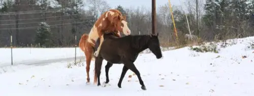 saillie-cheval
