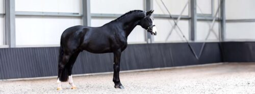 saillie-etalon