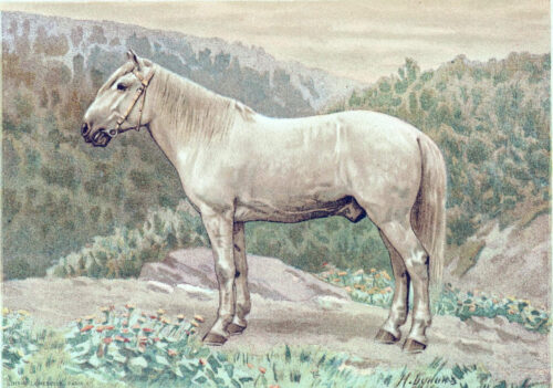 serko-cheval-distance-parcourue