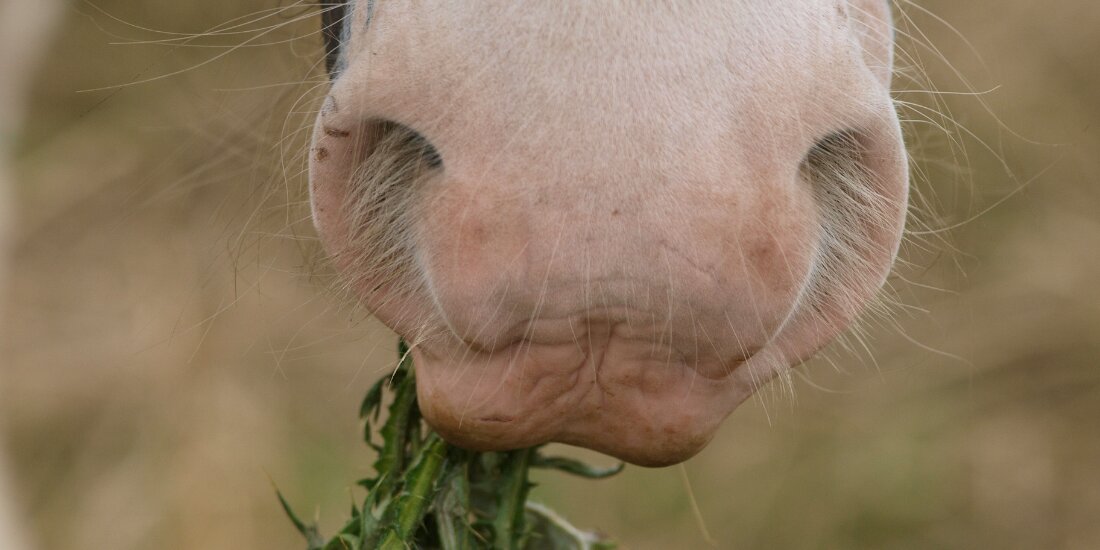 soigner-cheval-avec-ortie-plante