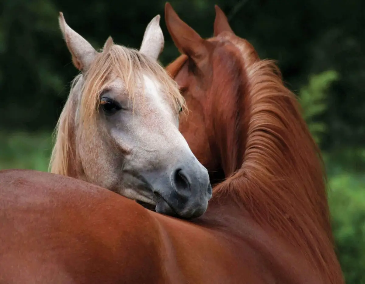 soin-plaie-cheval-creme-massage-cremassyl