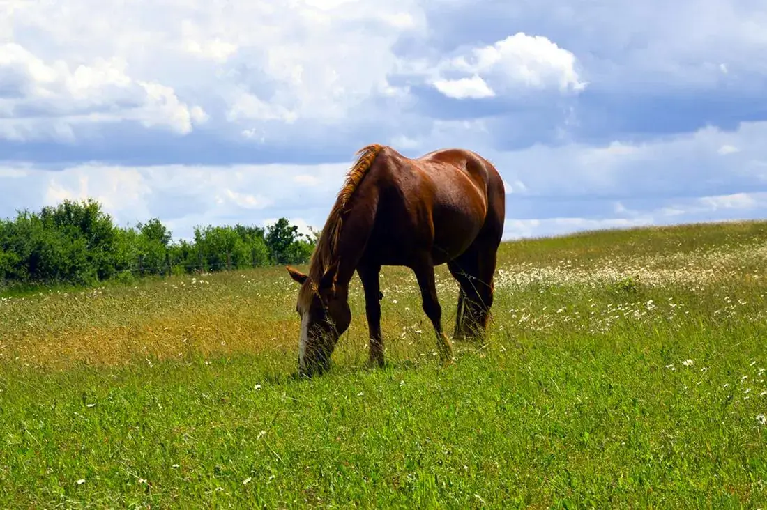 soutien-flore-digestive-cheval