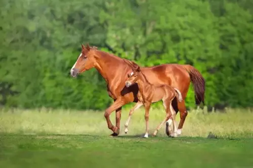 strongles-cheval-causes-symptomes-traitement