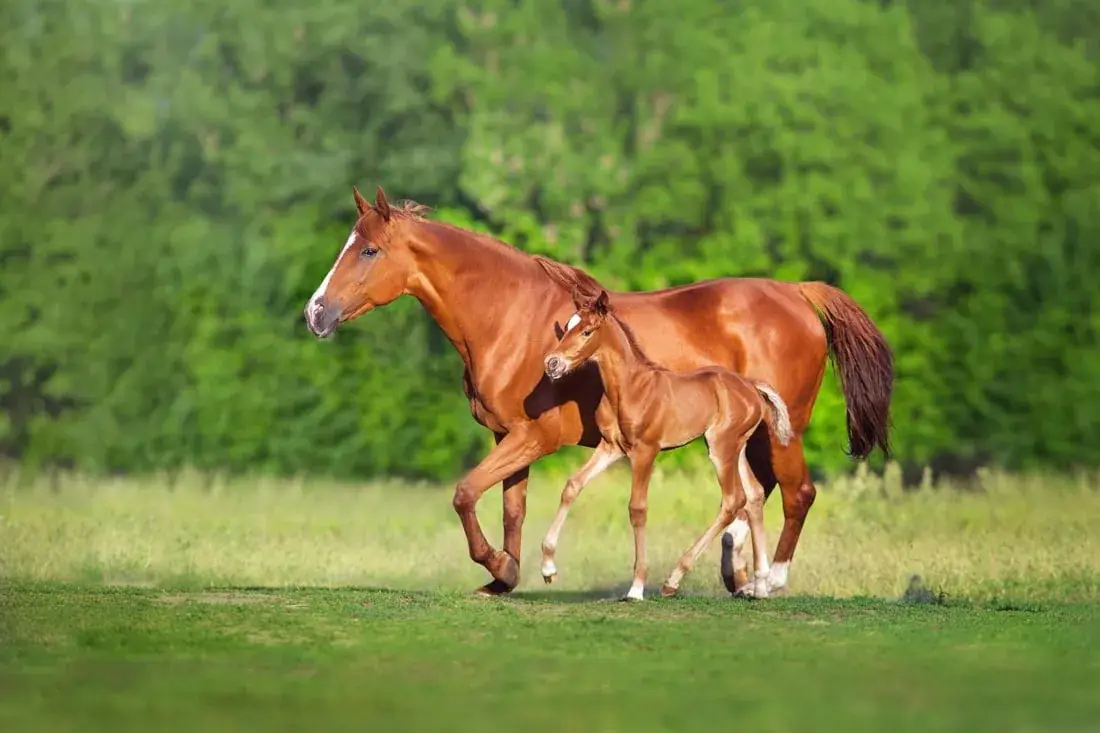 strongles-cheval-causes-symptomes-traitement