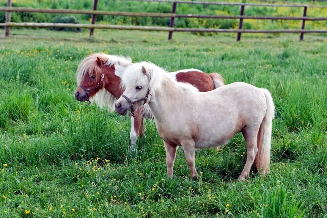 taille-du-plus-petit-cheval-au-monde