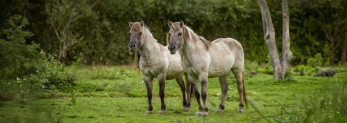 tarpan-cheval